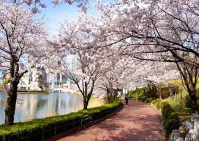 Tour Du Lịch Hàn Quốc 6 Ngày 5 Đêm Ngắm Hoa Anh Đào